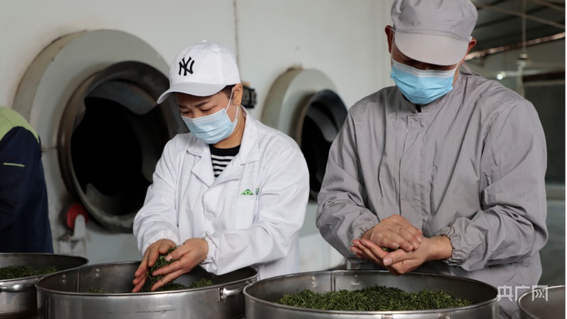 贵州金沙：30万亩茶园吐新绿